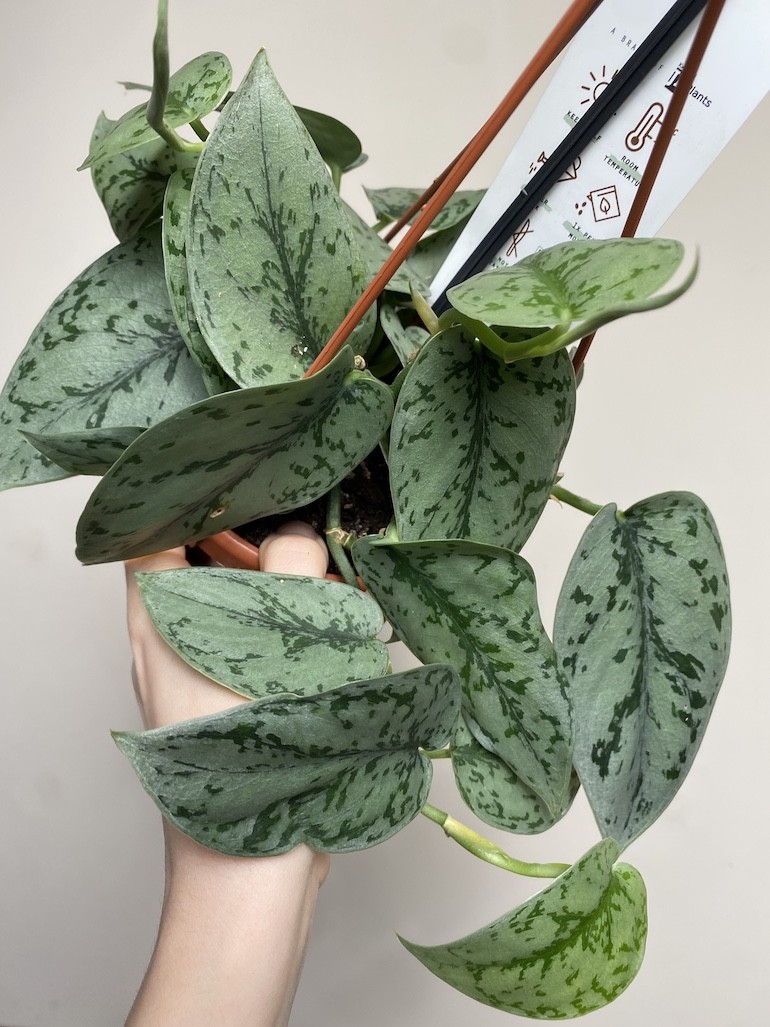 Scindapsus Silver Lady|Sadzonka Rośliny 2 liście