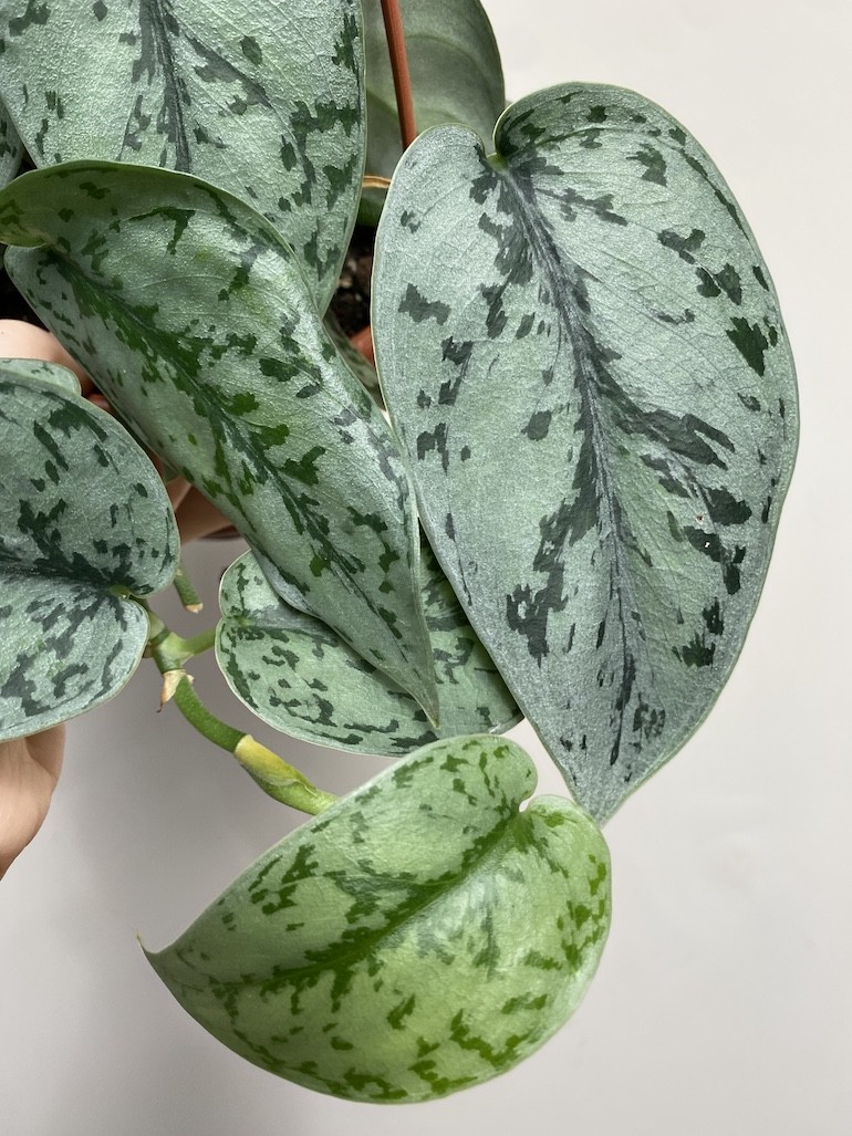 Scindapsus Silver Lady|Sadzonka Rośliny 2 liście