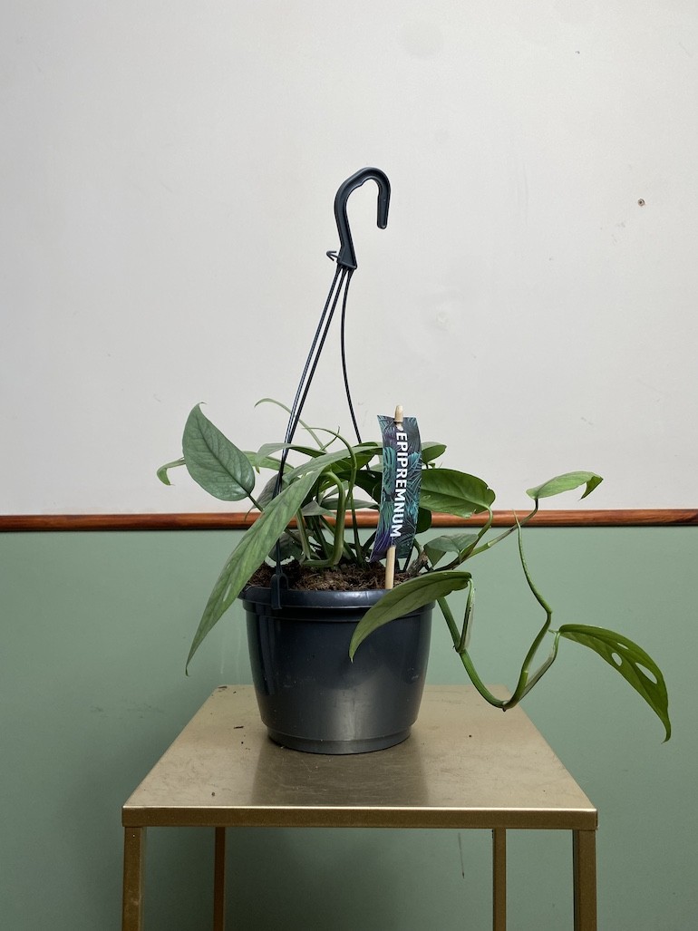 Epipremnum Cebu Blue Wiszące