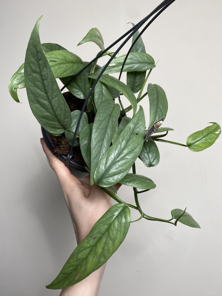 Epipremnum Cebu Blue Wiszące