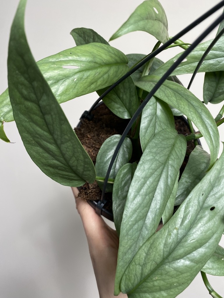 Epipremnum Cebu Blue Wiszące