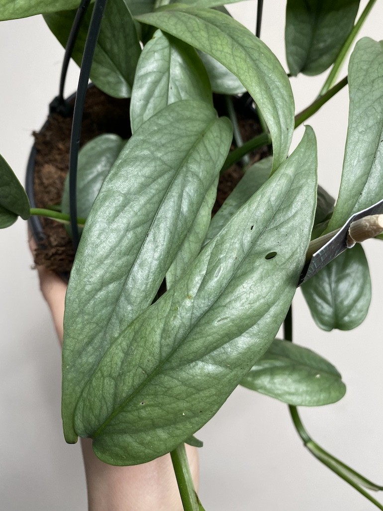 Epipremnum Cebu Blue Wiszące