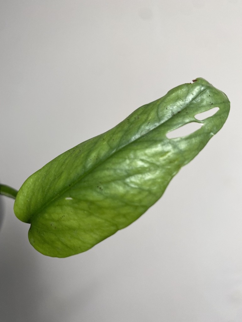 Epipremnum Cebu Blue Wiszące