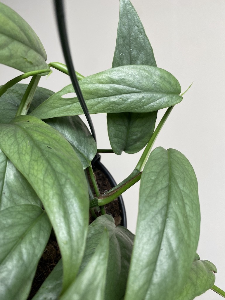 Epipremnum Cebu Blue Wiszące