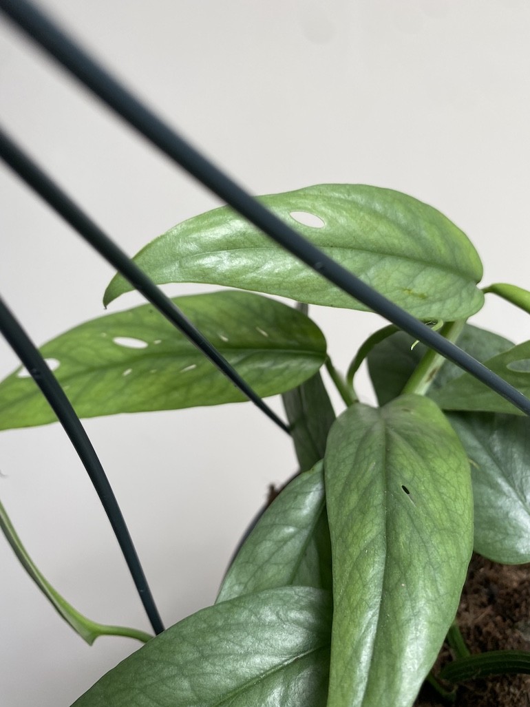 Epipremnum Cebu Blue Wiszące