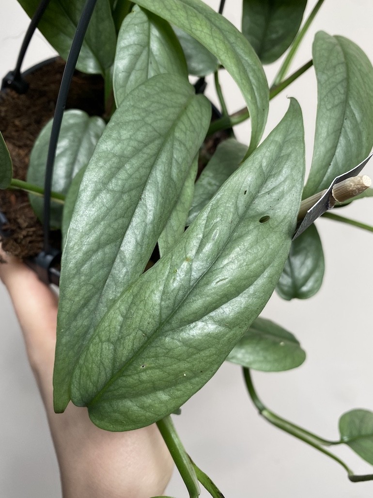 Epipremnum Cebu Blue Wiszące