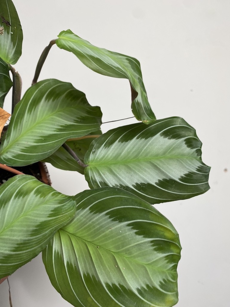 Maranta Silverband I Sadzonka Cięta