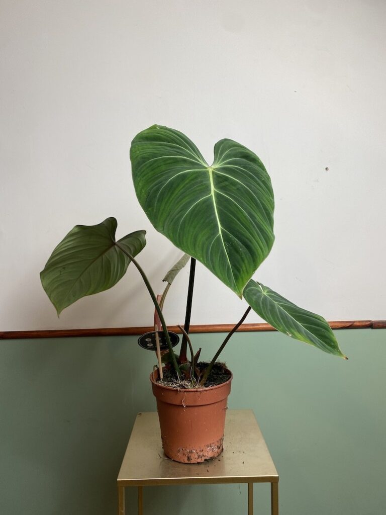 Philodendron Gloriosum