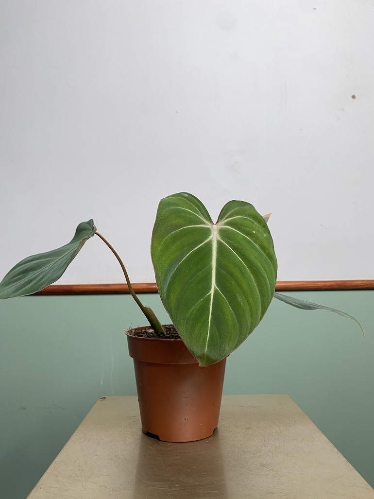 Philodendron Gloriosum średni