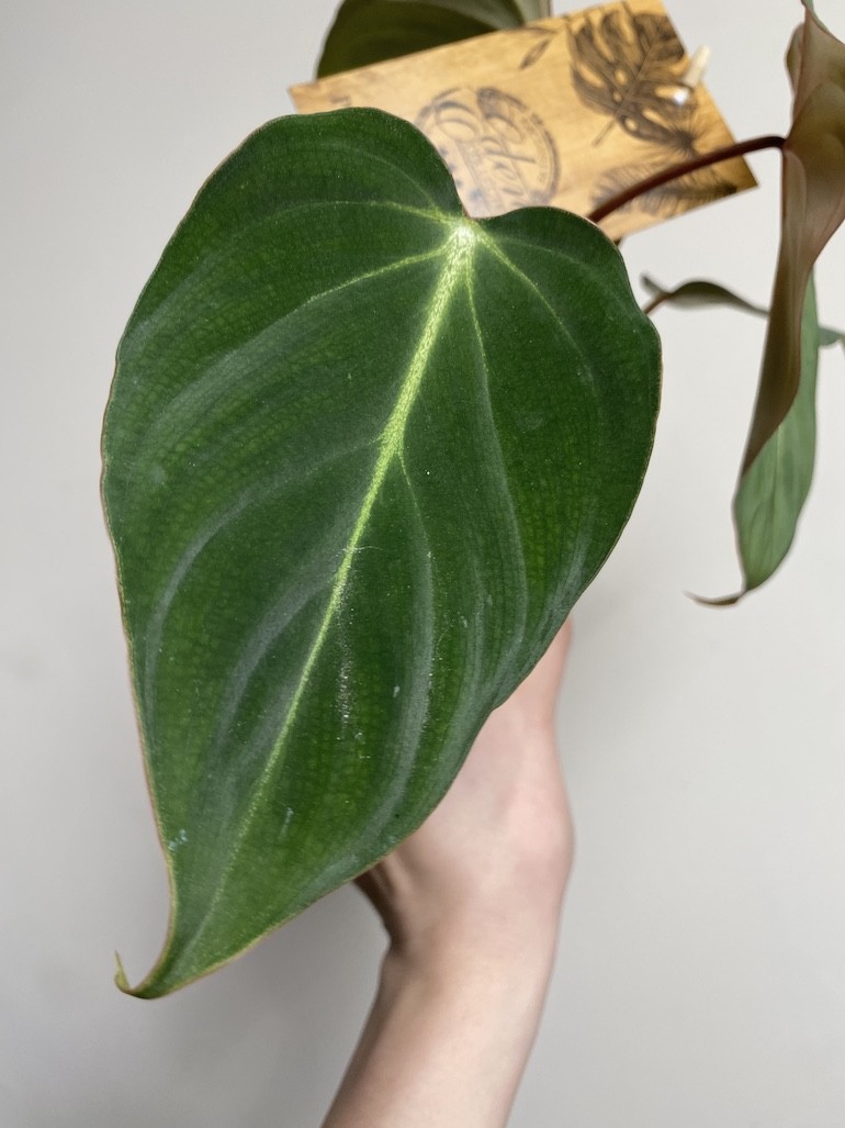 Philodendron Gloriosum średni