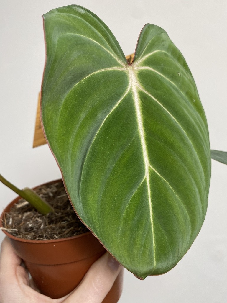 Philodendron Gloriosum średni