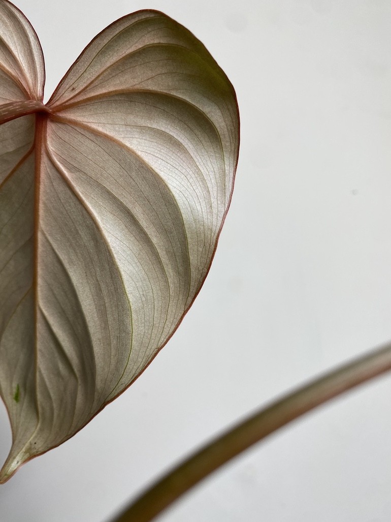 Philodendron Gloriosum średni