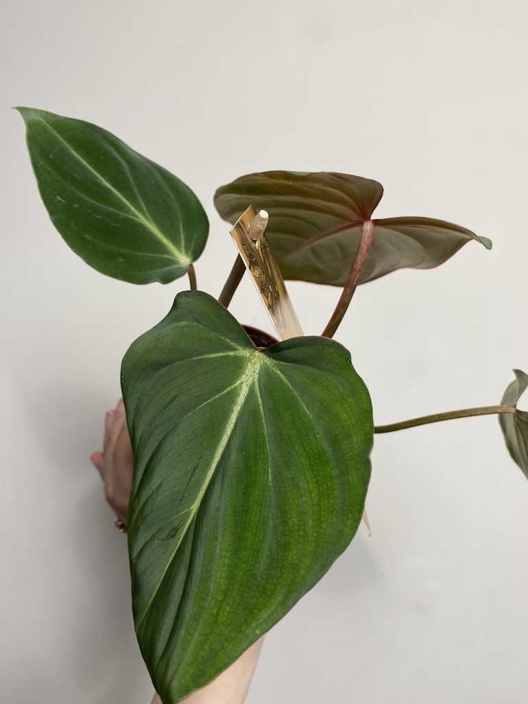 Philodendron Gloriosum średni