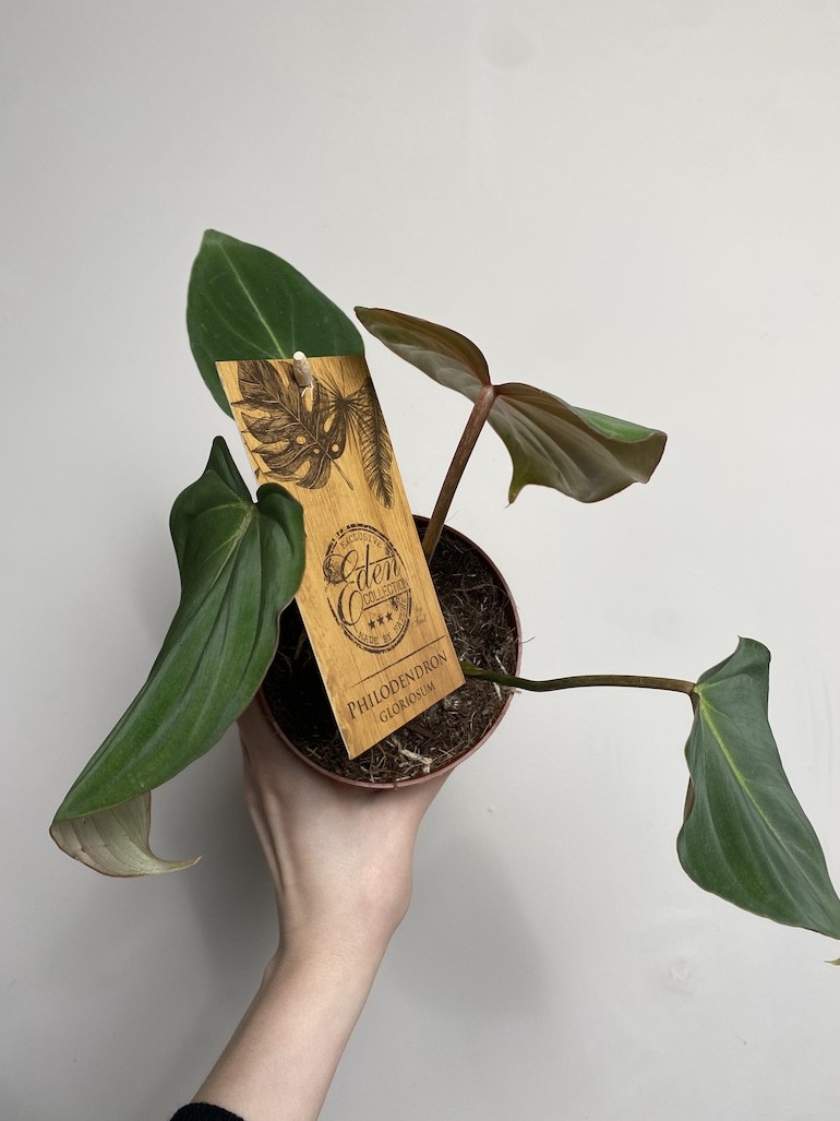 Philodendron Gloriosum średni