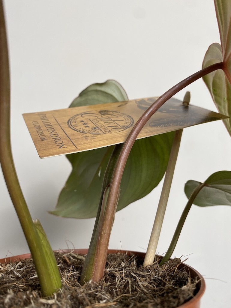 Philodendron Gloriosum średni