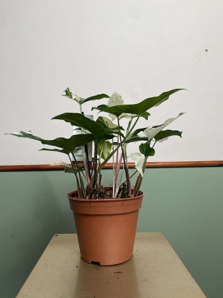 Syngonium variegata|Sadzonka Rośliny