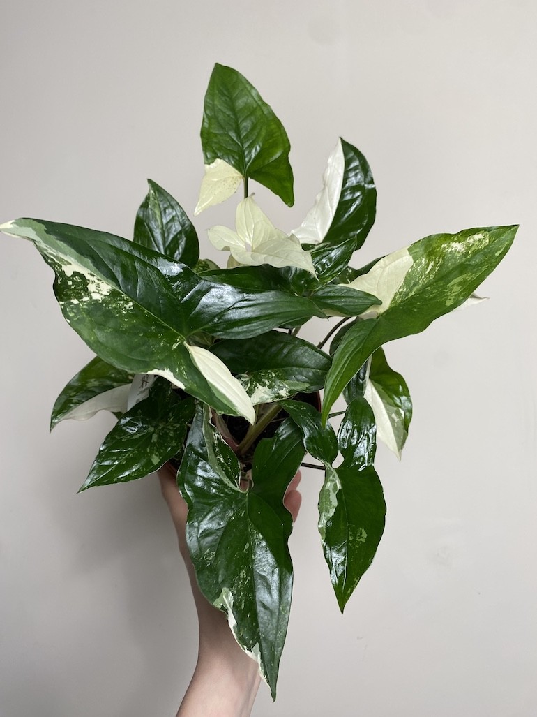 Syngonium variegata|Sadzonka Rośliny