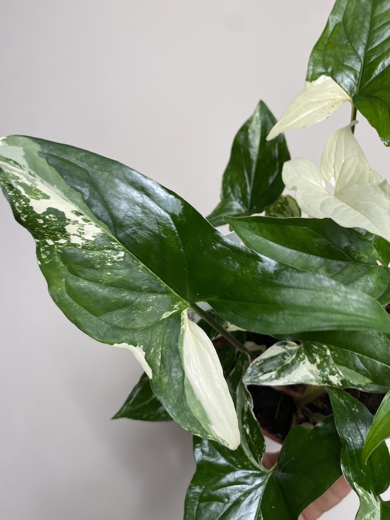 Syngonium variegata|Sadzonka Rośliny