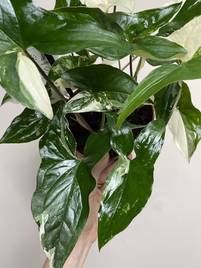 Syngonium variegata|Sadzonka Rośliny