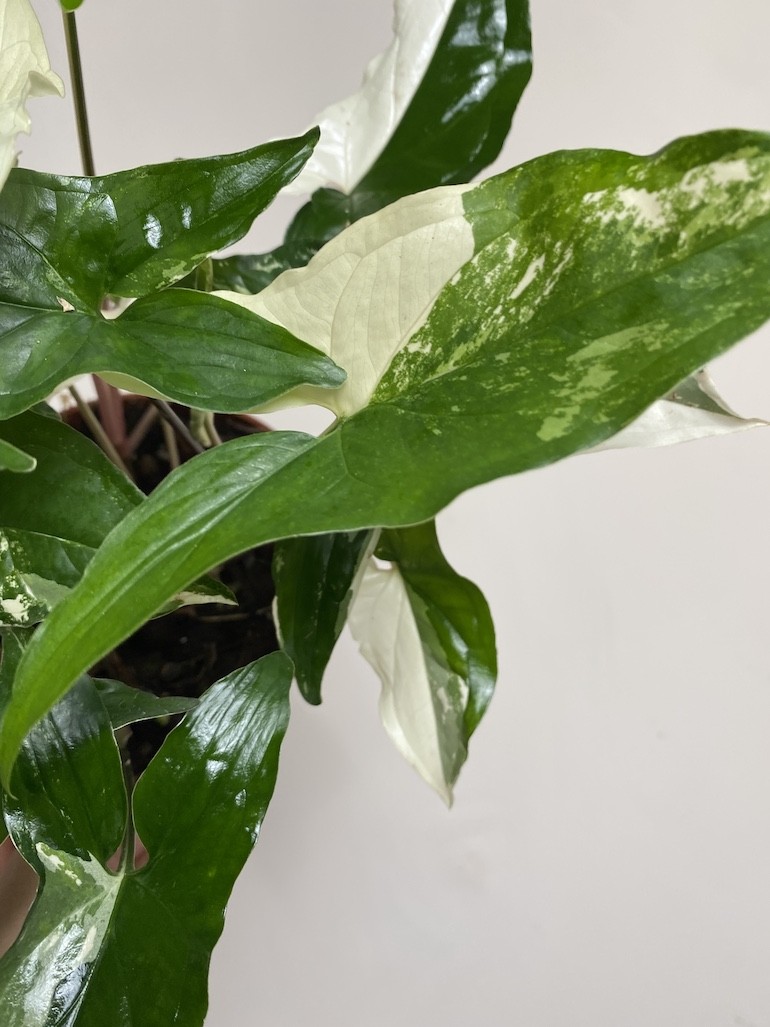 Syngonium variegata|Sadzonka Rośliny