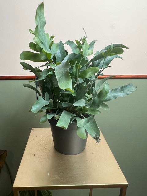 Phlebodium Blue Star