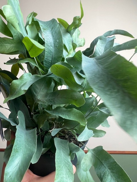 Phlebodium Blue Star