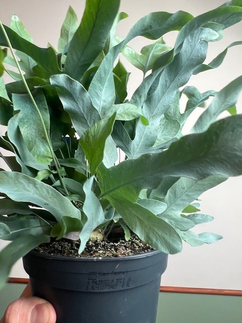 Phlebodium Blue Star
