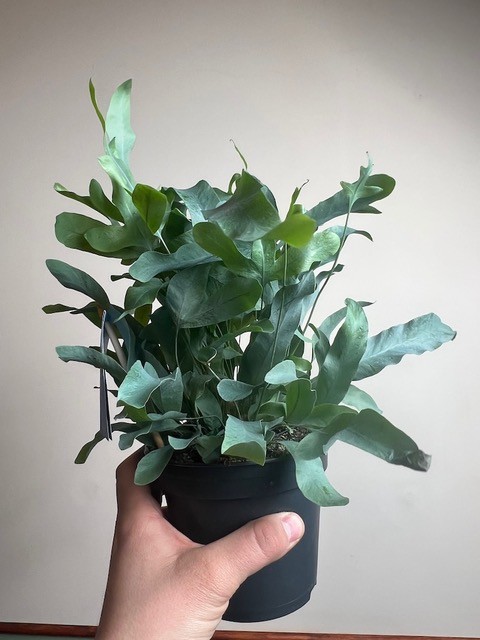 Phlebodium Blue Star