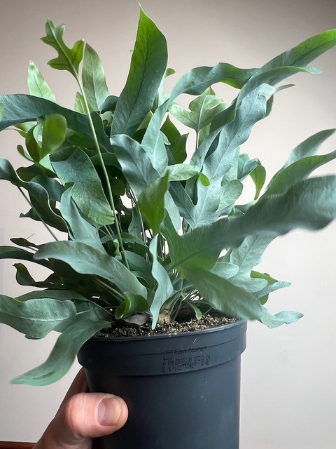 Phlebodium Blue Star