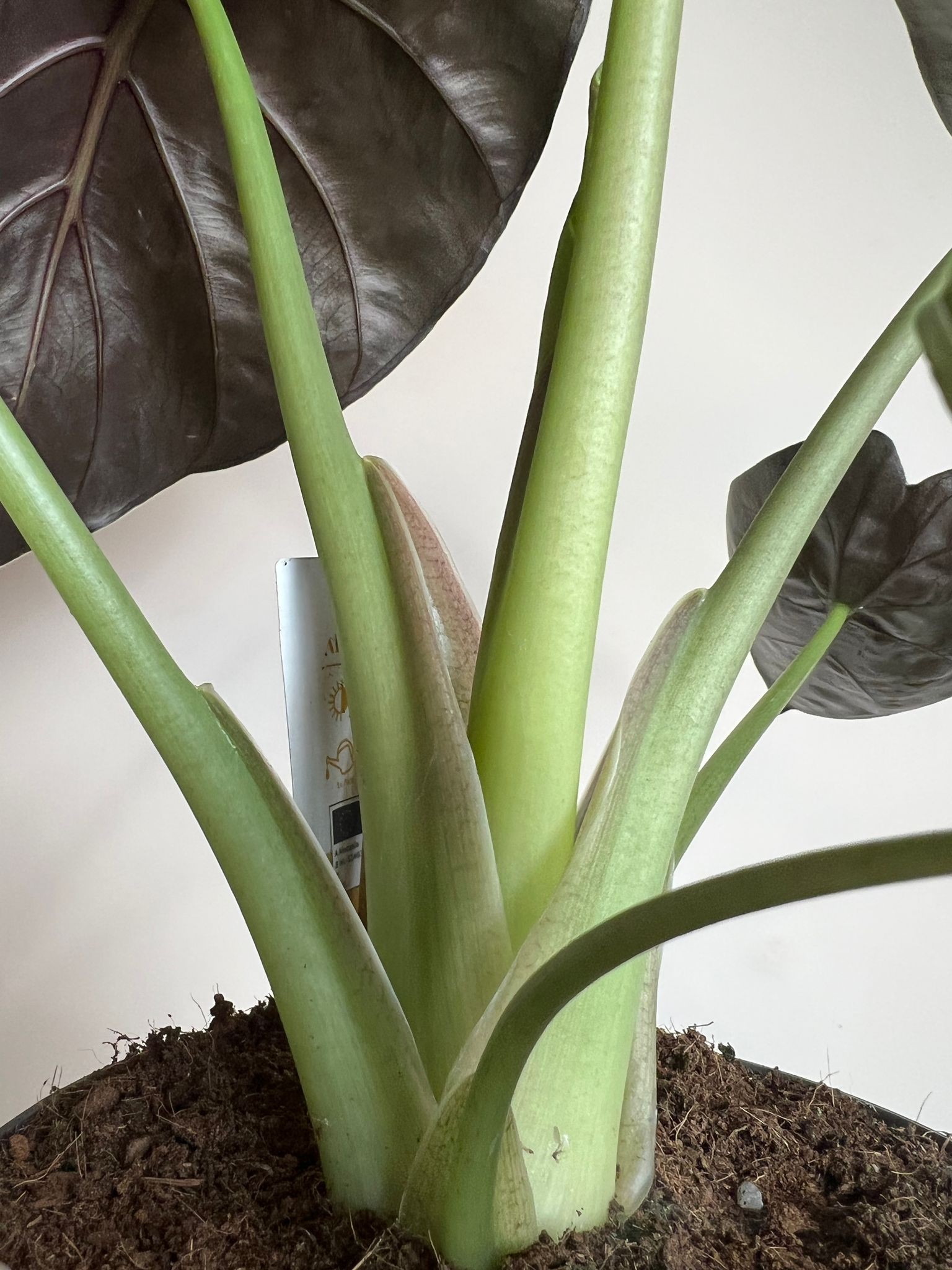 Alocasia Wentii