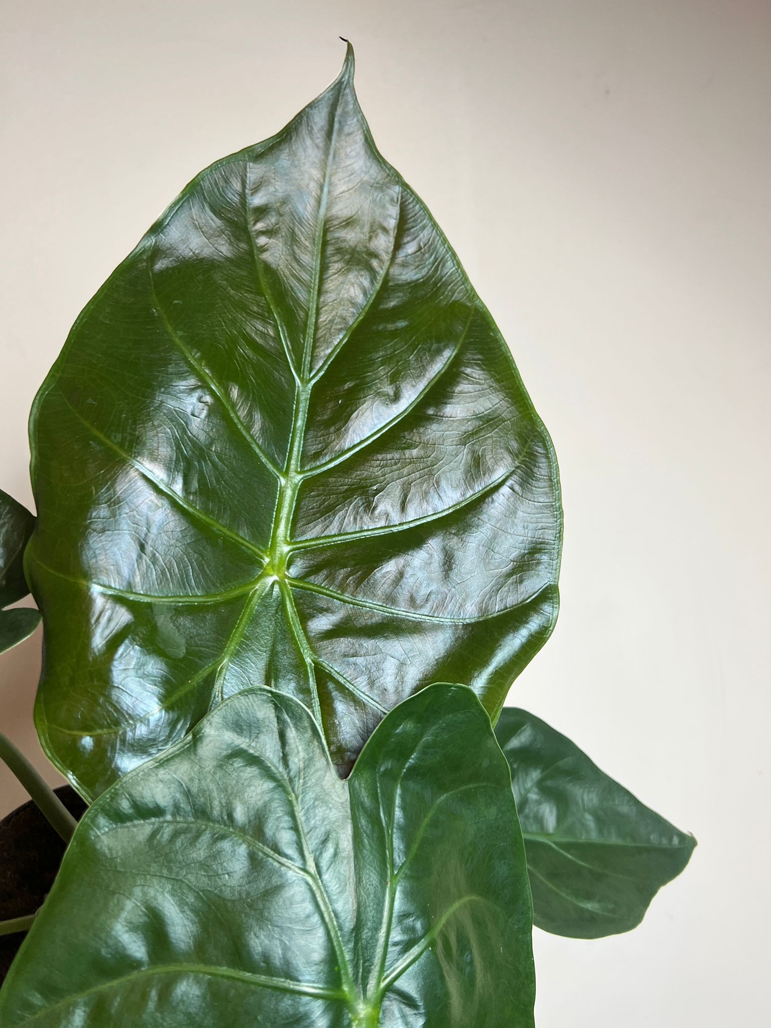 Alocasia Wentii