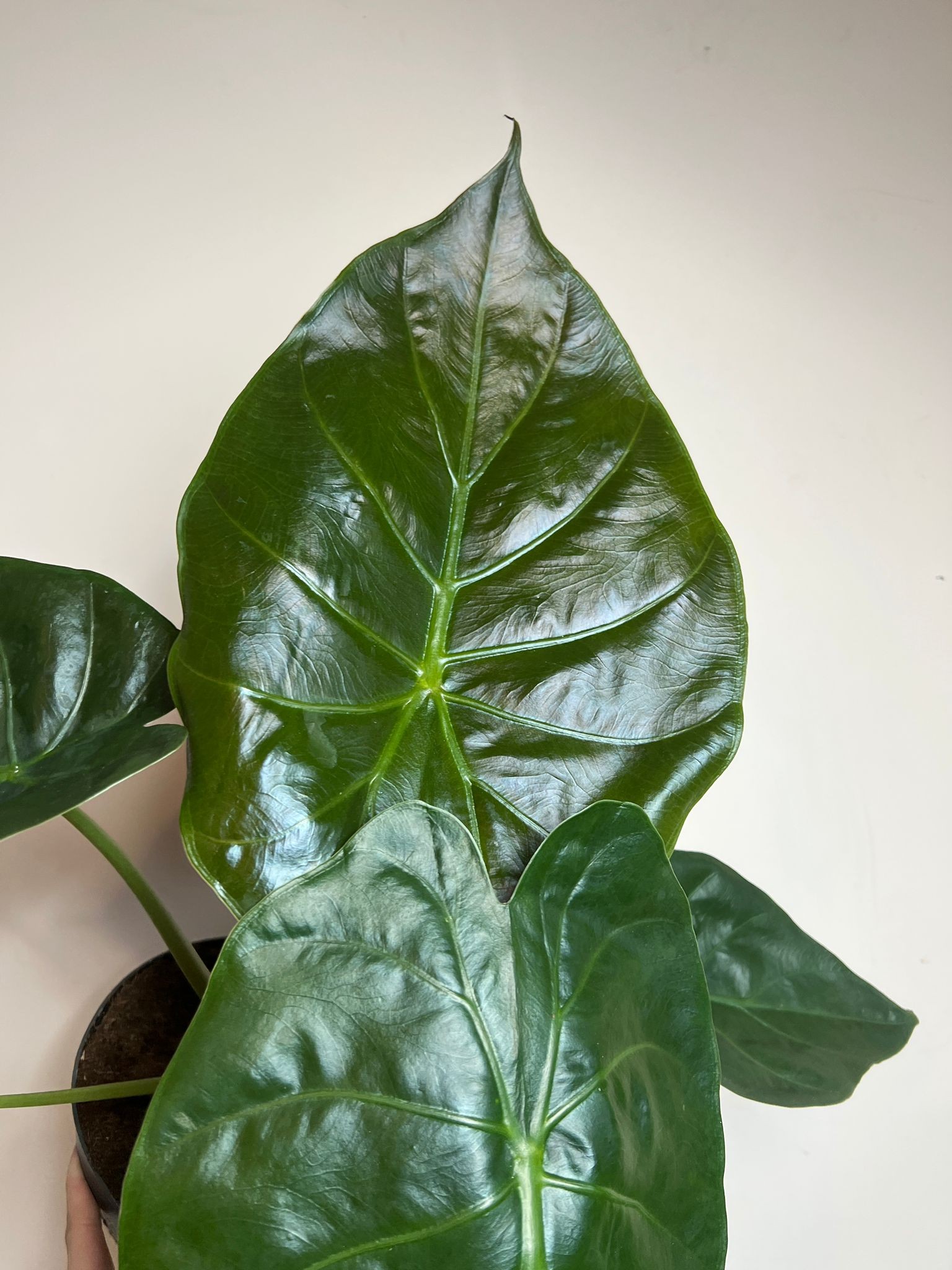 Alocasia Wentii