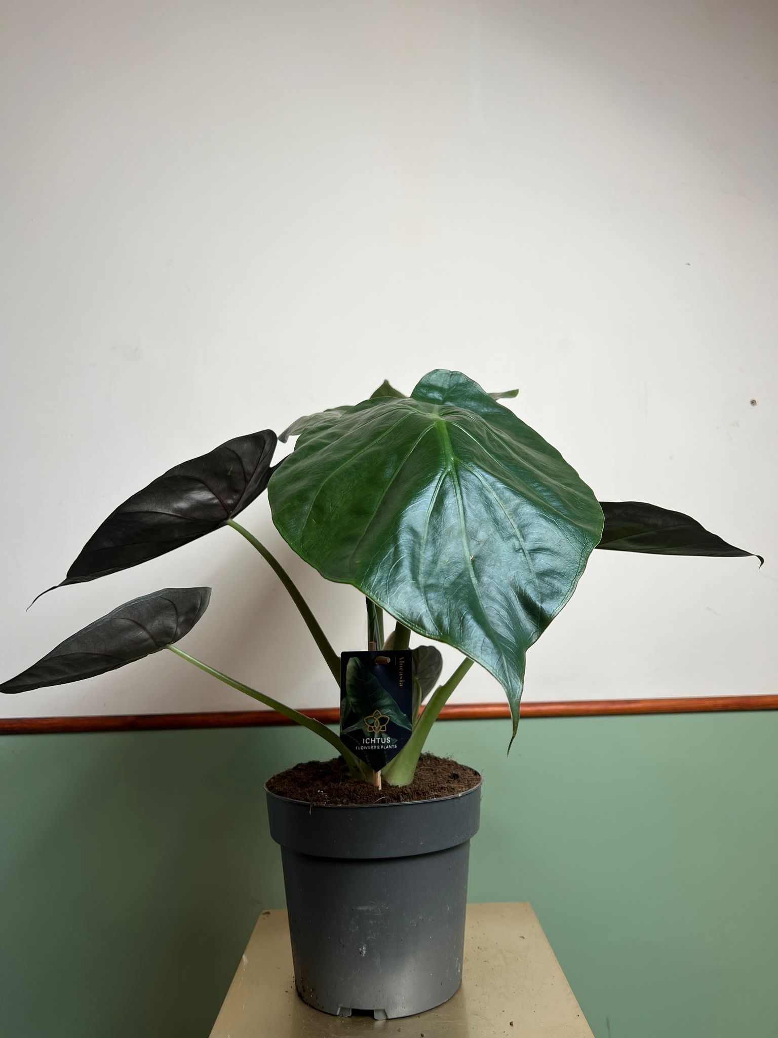 Alocasia Wentii