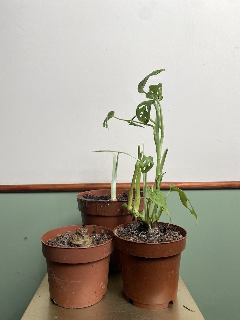 Alocasia mix 3szt