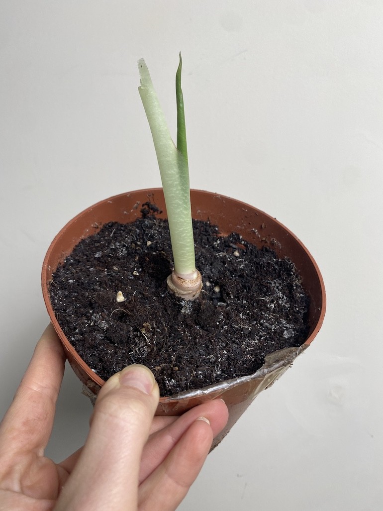 Alocasia mix 3szt
