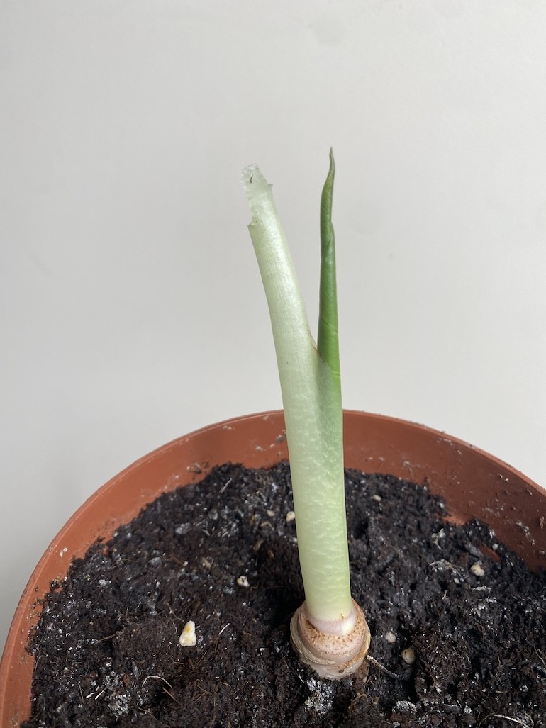Alocasia mix 3szt