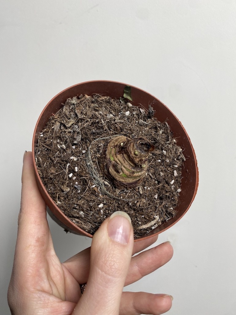 Alocasia mix 3szt