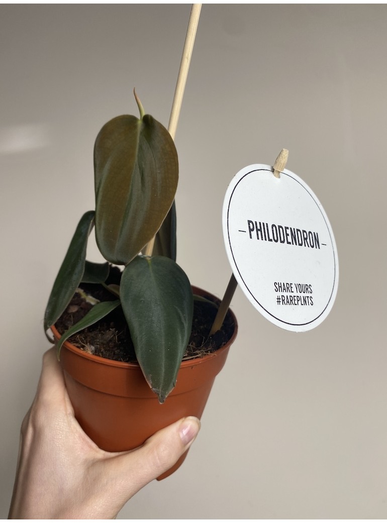 Philodendron Gigas | Sadzonka Cięta