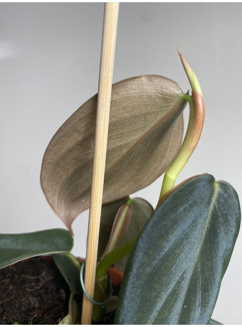 Philodendron Gigas | Sadzonka Cięta