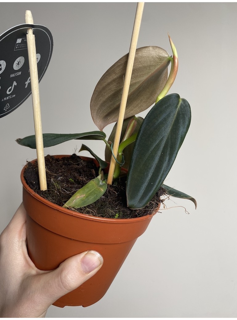 Philodendron Gigas | Sadzonka Cięta