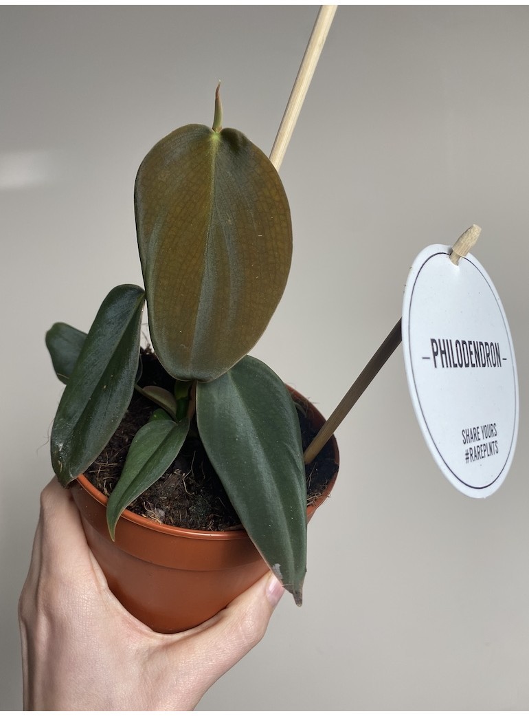 Philodendron Gigas | Sadzonka Cięta