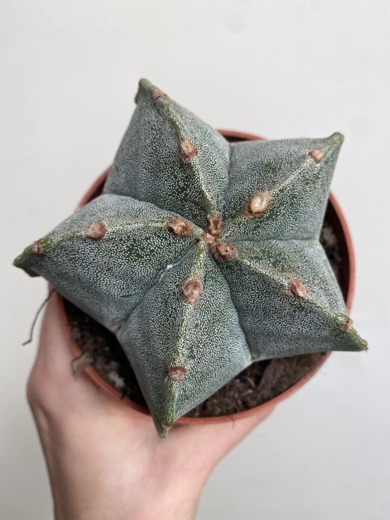 Astrophytum Myriostigma