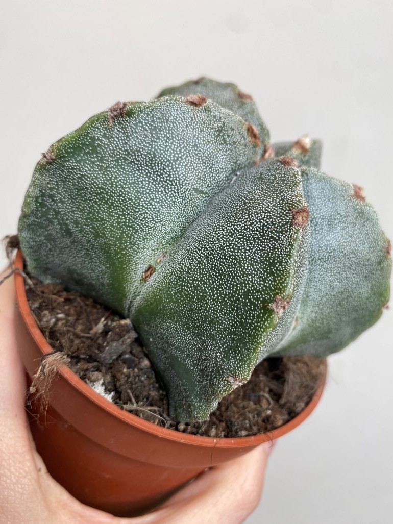 Astrophytum Myriostigma