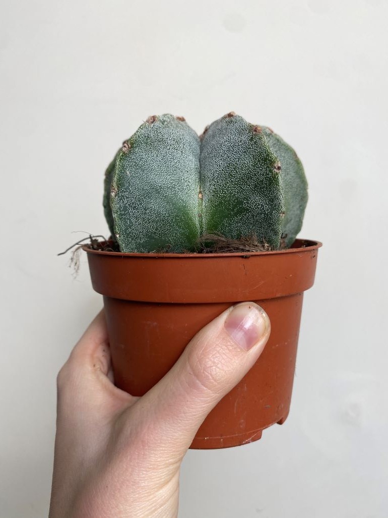 Astrophytum Myriostigma