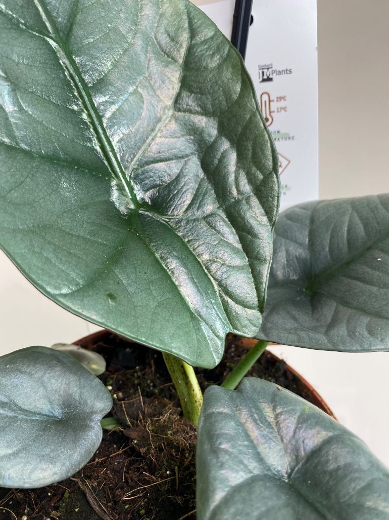 Alocasia Nebula Imperialis