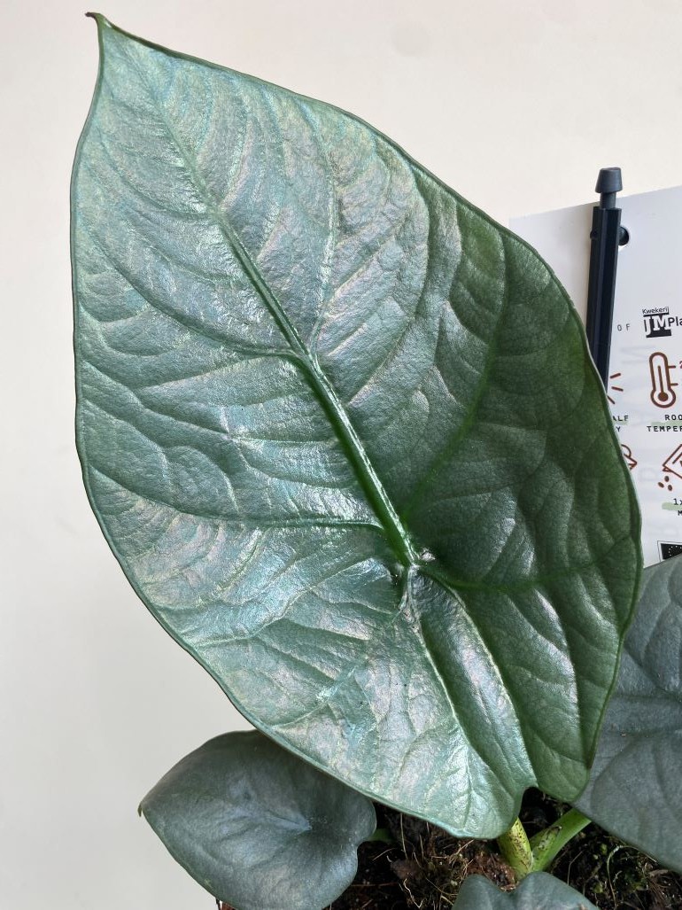 Alocasia Nebula Imperialis