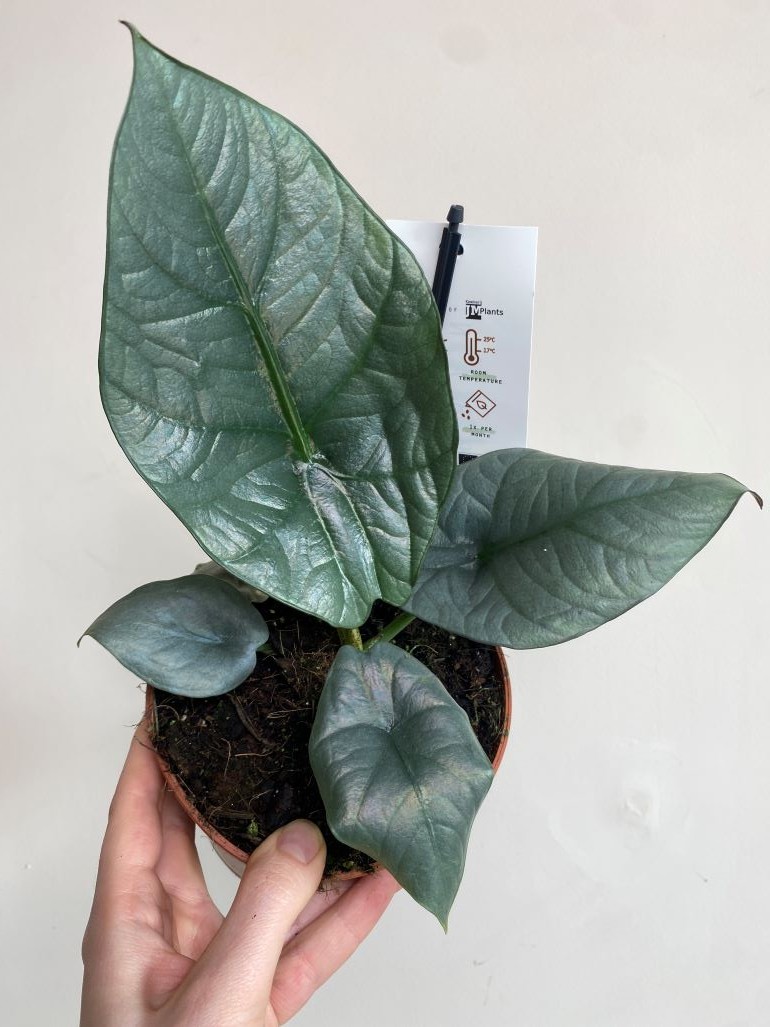 Alocasia Nebula Imperialis
