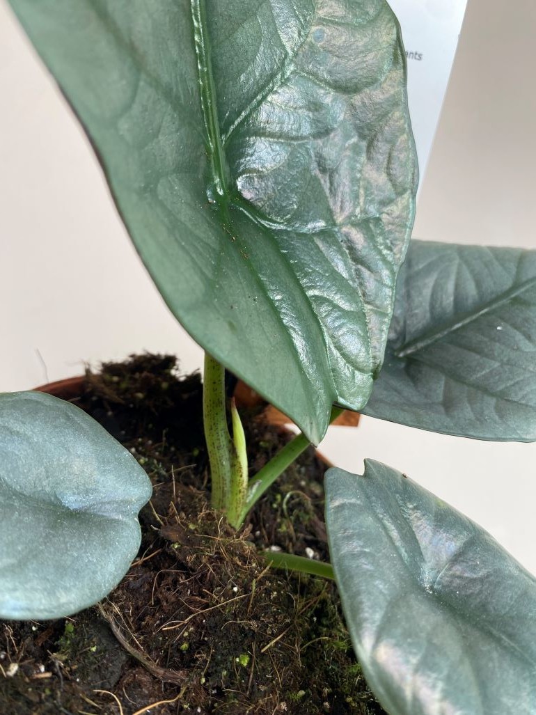 Alocasia Nebula Imperialis