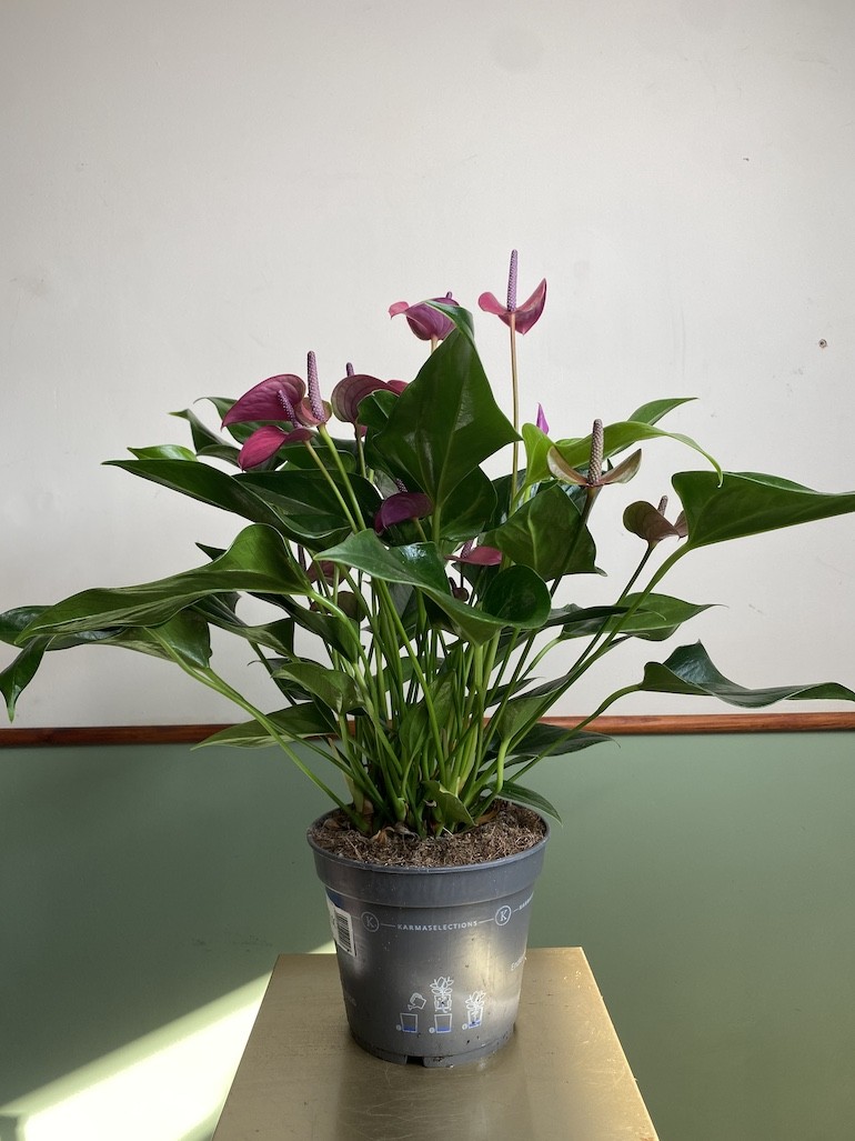 Walentynkowe Anthurium Fioletowe