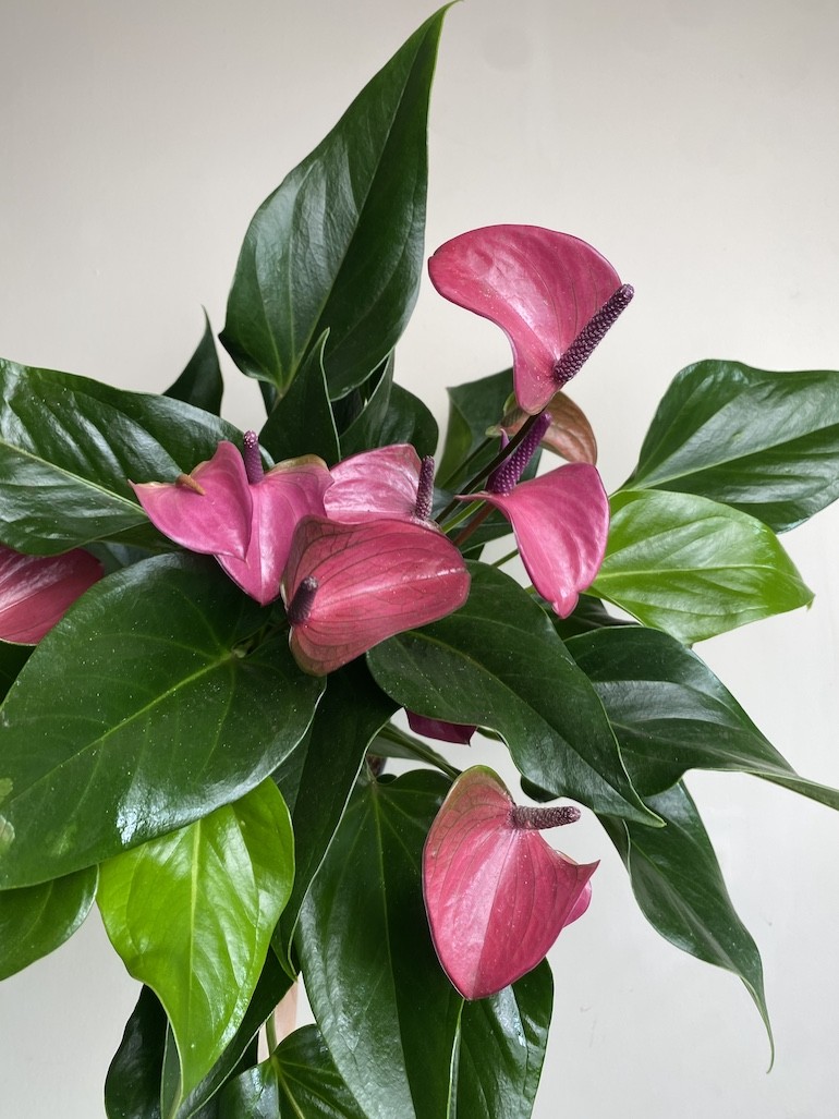 Walentynkowe Anthurium Fioletowe